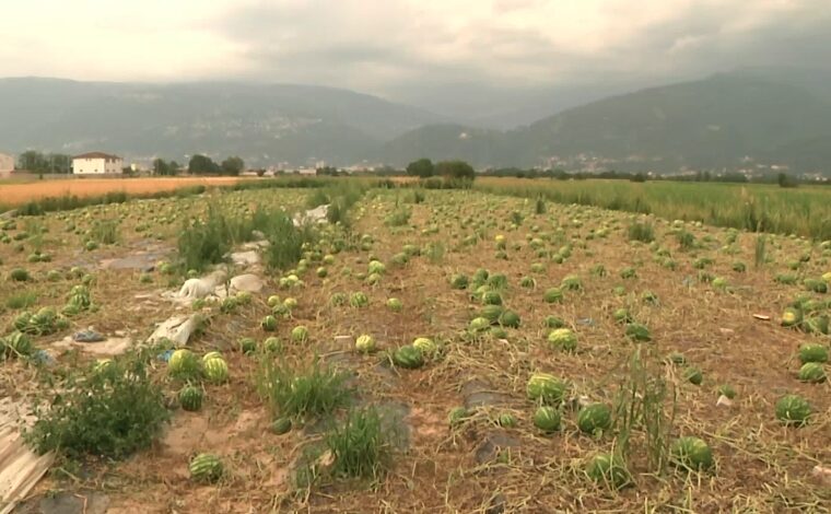 Bujqit në rajonin e Tetovës ende nuk janë kompensuar për dëmin e shkaktuar nga vërshimet e vitit të kaluar